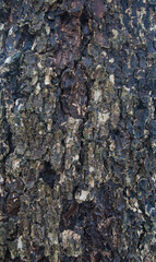 Beautiful close-up of the bark of ulmus parvifolia