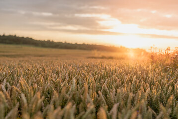 Obraz premium Golden Wheat Field at Sunset Capturing Nature's Beauty and Tranquility. Golden wheat field in natural light of a stunning sunset, illustrating a peaceful rural atmospher
