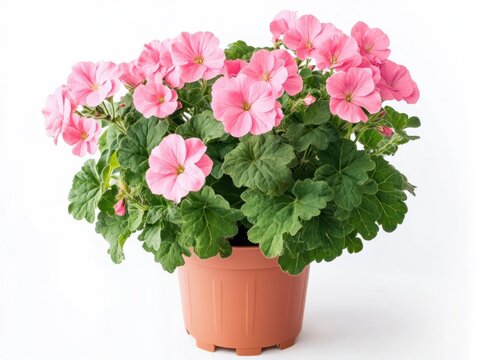 Pink geranium plant in a terracotta pot on a white background close up view
