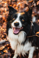 Fototapeta premium Złote Liście i Border Collie: Jesień w Lesie