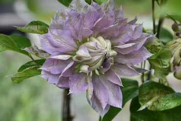 Beautiful Double Clematis Flowering and Blooming