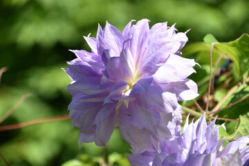 Light Purple Double Clematis Flower Blossom in Bloom