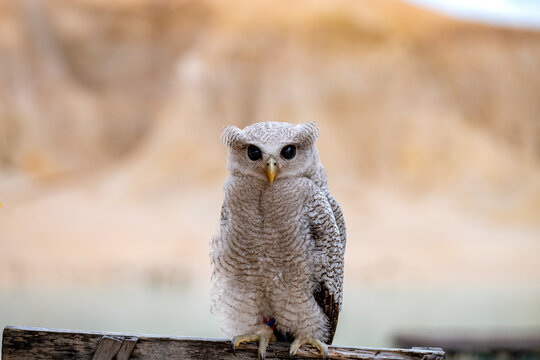 picture of baby owl