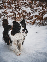 Border Collie Zimą: Psia Przygoda w Zimowym Lesie