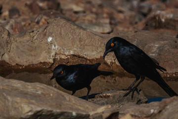 ESTORNINOS DEL DESIERTO DEL NAMIB, NAMIBIA. AVES DEL DESIERTO