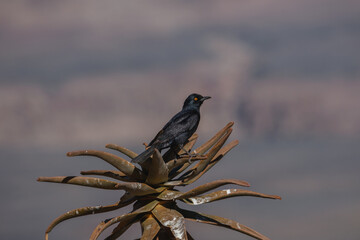 ESTORNINOS DEL DESIERTO DEL NAMIB, NAMIBIA. AVES DEL DESIERTO