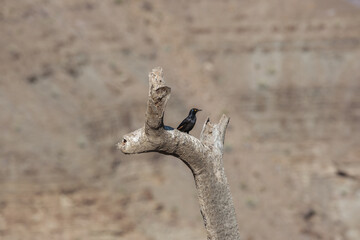 ESTORNINOS DEL DESIERTO DEL NAMIB, NAMIBIA. AVES DEL DESIERTO