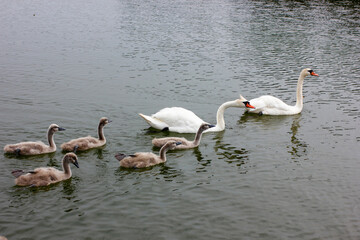 A family of swans and their small ones on the lake swimming in a group