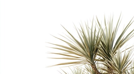 Fototapeta premium Minimalist botanical composition showcasing yucca plants against a stark white backdrop creating a sense of natural elegance