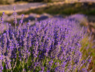 Beautiful lavender flowers in a field in summer