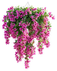 PNG Real hanging flower bushes flowers pink arrangement.