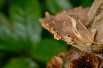 mushrooms on a tree
