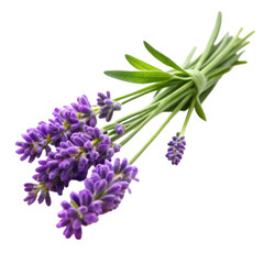 Obraz premium Lavender's branch isolated on transparent background