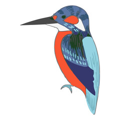 kingfisher vector illustration art work
