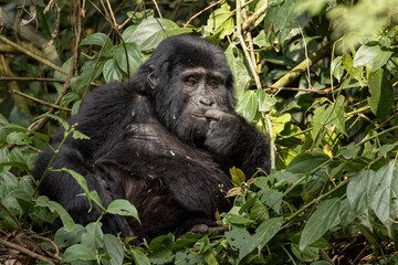Berggorilla, Mountaingorilla, (Gorilla beringei beringei) 