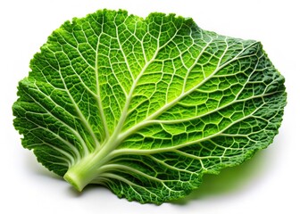Vibrant green cabbage leaf, stark white background.  Fresh produce image ideal for stock photography.