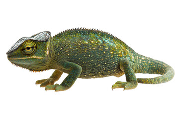 Obraz premium a chameleon , side view, isolated on transparent background
