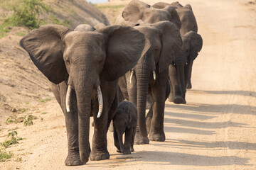 Fototapeta premium African bush elephant (Loxodonta africana), 