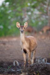 Young deer
