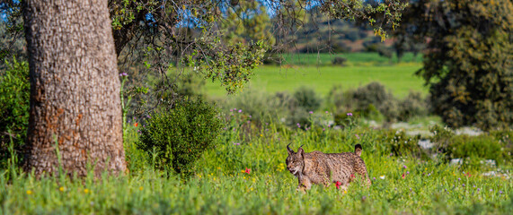Iberian Lynx, Lynx pardinus, Mediterranean Forest, Castilla La Mancha, Spain, Europe