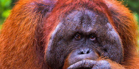 Orangutan, Pongo pygmaeus, Tanjung Puting National Park, Kalimantan, Borneo, Indonesia