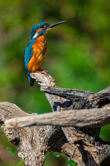 Kingfisher, Alcedo athis, Tajo River, Monfragüe National Park, SPA, ZEPA, Biosphere Reserve, Cáceres Province, Extremadura, Spain, Europe