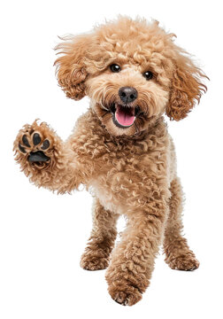 PNG Dog poodle mammal animal.