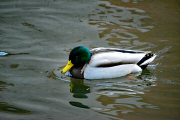 Obraz premium Stockente schwimmt auf ruhigem Wasser