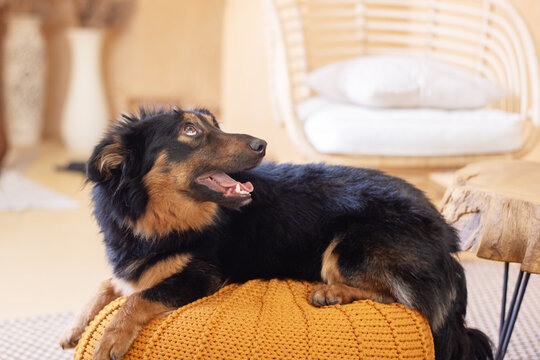 A cute black and brown dog sits on an orange ottoman