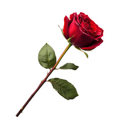 Fototapeta premium Beautiful red rose with green leaves 