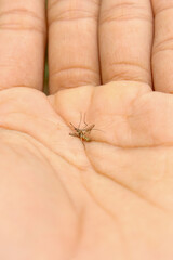 dead mosquito lying on the palm