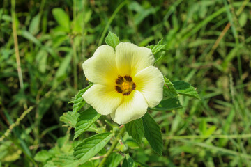 The eight o'clock flower is also known as the cat's tongue. The scientific name is Turnera	