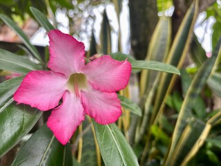 Close-up of a beautiful pink desert rose (Adenium obesum) flower with vibrant petals and green leaves in a natural garden setting. Perfect for floral, botanical, and nature-themed imagery