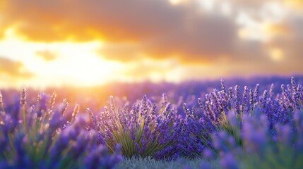 Obraz premium A serene lavender field at sunset, showcasing vibrant colors.