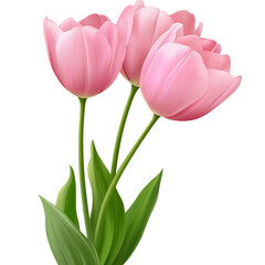 Beautiful pink tulips isolated on a transparent background, PNG