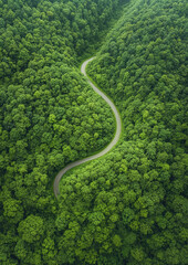 Aerial View of a Road in a Forest, Drone View of a Forest Road