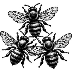 Bee Vector Illustration