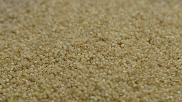 barnyard millet grains close up parallax shot, 4k