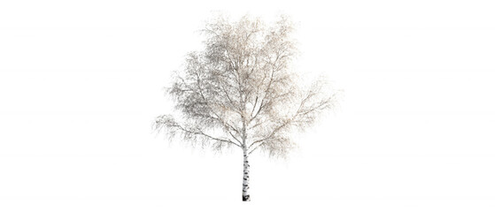 Fototapeta premium [monochromatic tree silhouette photography] Abstract Leafless Tree Silhouette Minimalist Monochrome Photography Dark Background Textured Form White Grey Shadows