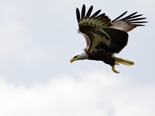 Obraz premium Close up of a fierce eagle in mid flight with outstretched talons, majestic, soaring