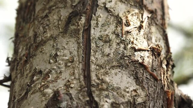 apple tree bark close up