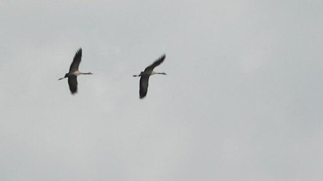 Two beautiful cranes are flying