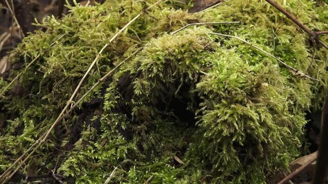Close up of green moss in the forest