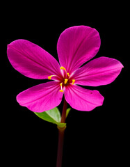 Fototapeta premium pink flower isolated on black