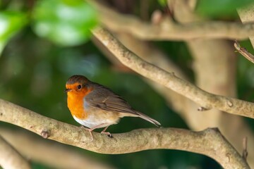 Vibrant European robin perched on a tree branch, surrounded by lush greenery
