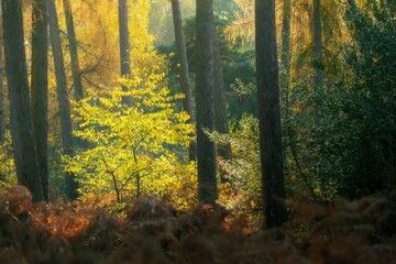 Fototapeta premium Sunlit autumn forest with vibrant yellow and green foliage, tall trees, and soft morning light
