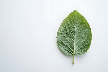 Single green leaf on white background.