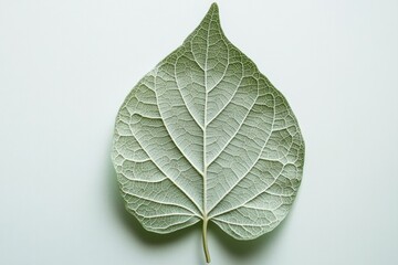 Delicate leaf showcasing intricate vein patterns against soft ba