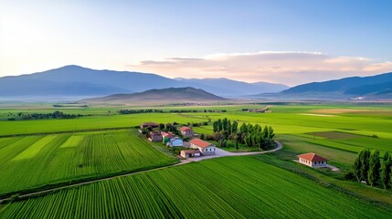 Serene Vineyard Landscape