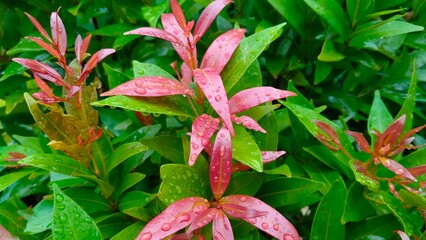 pink and green leaves